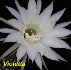 EP-H. Violetta.4.3.jpg 